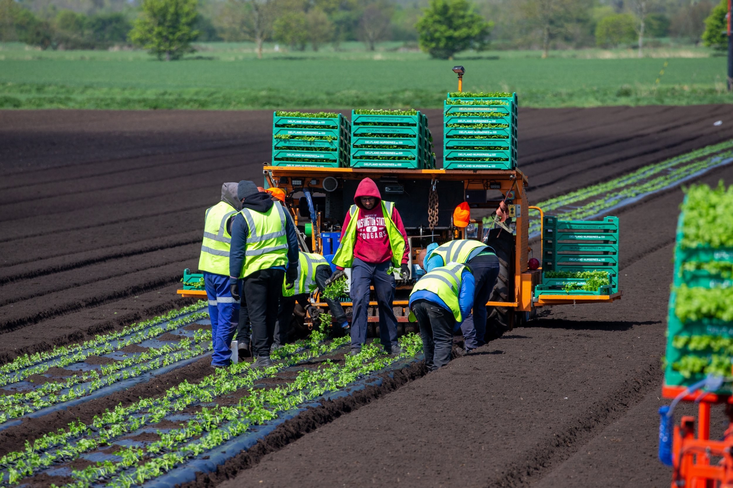 Romanians flown in to help feed Britain are already working in the fields