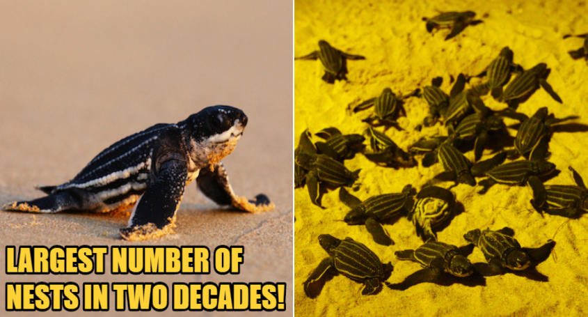 Thai Beaches Experience Highest Number Of Leatherback Nests In 20 Years As They Become Deserted