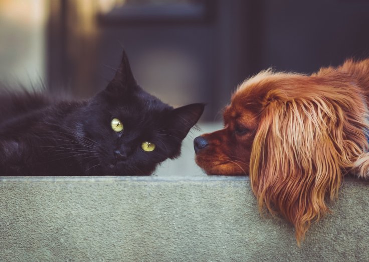 Is it safe to touch animals or pets licking your hands after using alcohol-based hand sanitiser?