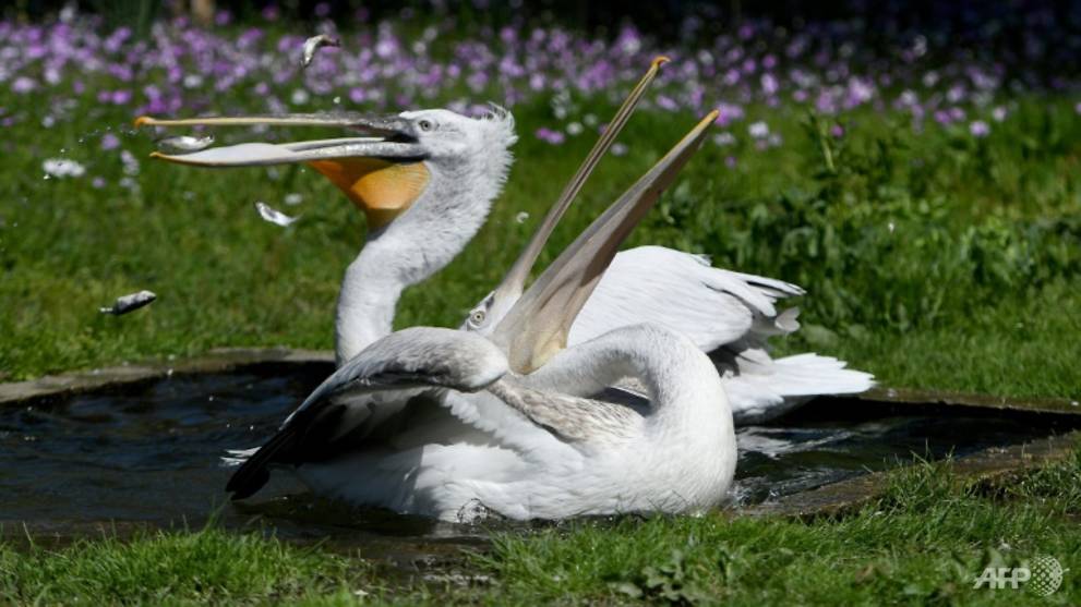 Birds in paradise: Albania's flamingos flourish in virus lockdown