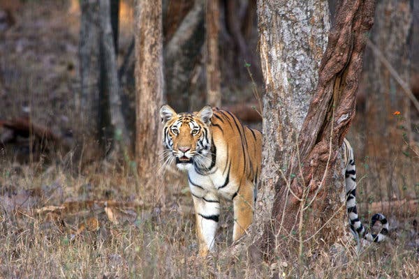 India Sees Coronavirus Threat to Fragile Population: Tigers