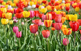 Japan cuts down 100,000 tulips to maintain Coronavirus distance