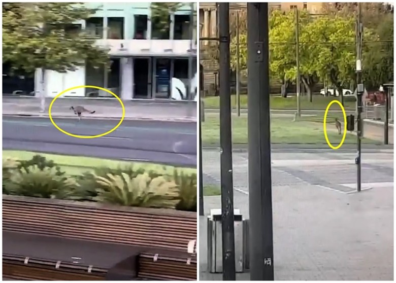 封城令下“没人”⚡袋鼠在澳洲Adelaide市中心街头“开心”蹦蹦跳！
