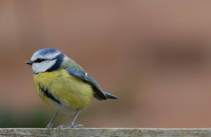 Mysterious illness kills 11,000 birds in West Germany amid Coronavirus crisis; will it affect humans?