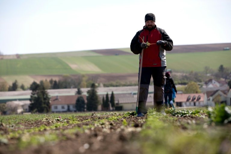 Austrians discover farm work in coronavirus labour crunch