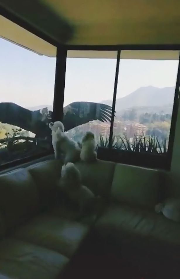 Huge birds of prey strike at window trying to reach small dogs inside flat