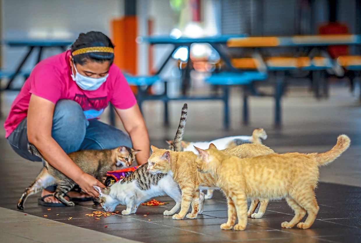 Animal rescuers, feeders also heroes