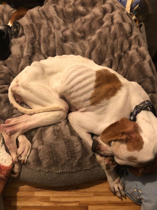 Starving dogs hours from death flown to UK with coronavirus supplies for new life