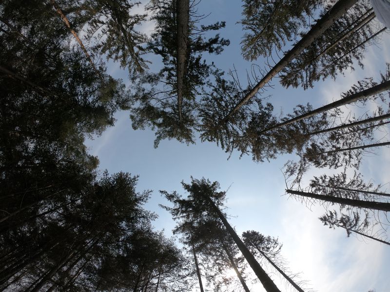 Merkel bemoans lack of rain as Germany fears for its forests