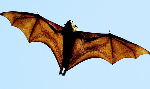 ‘Reservoir for viruses’ China told to permanently ban bat trade to prevent next pandemic