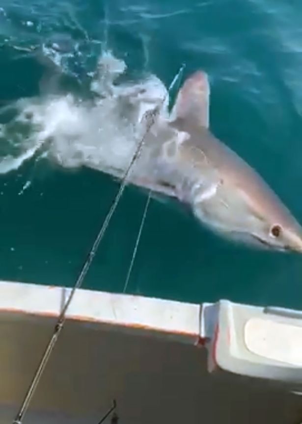British fishermen reeling as huge shark circles them 'in scene like Jaws'