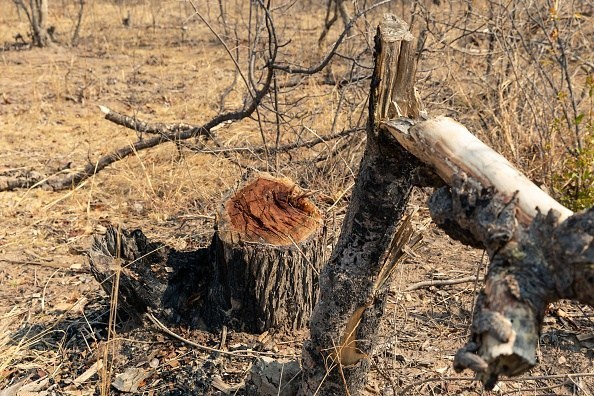 If we want to avoid future pandemics we must stop pushing nature beyond its limits
