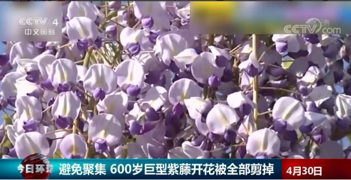 剪紫藤花、砍郁金香、倒鸡粪、往滑板公园填沙子……都是为防人群聚集！