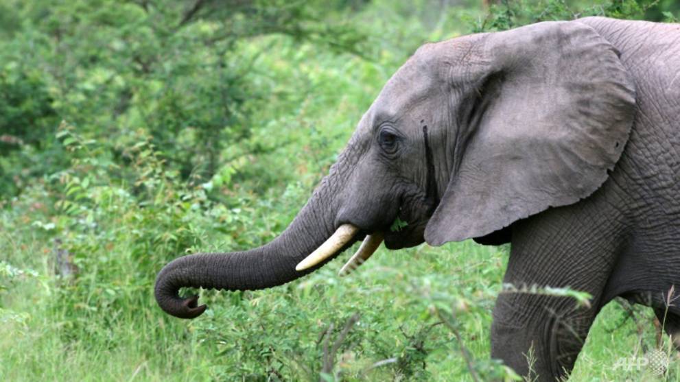 Worried and wary: South Africa's safari industry waits out virus pandemic