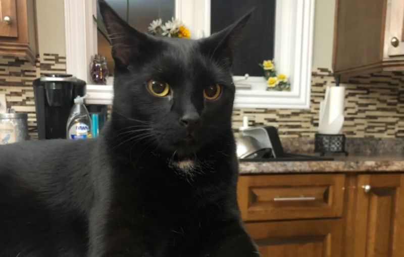 Hero cat alerts sleeping family to burning crock-pot