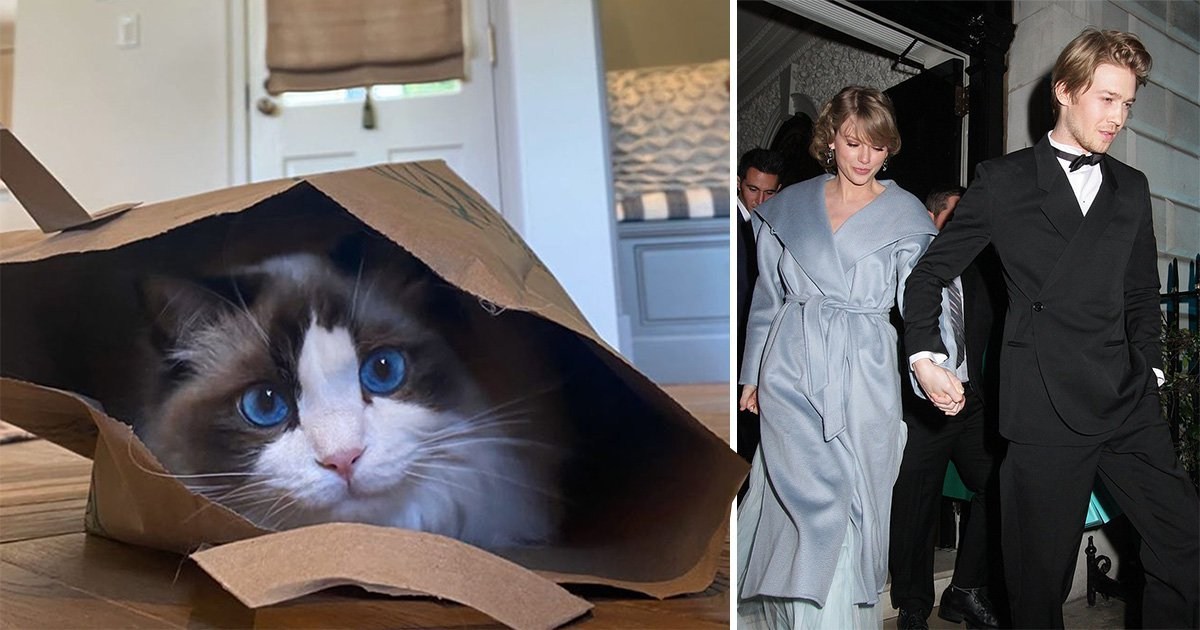 Joe Alwyn plays photographer for Taylor Swift’s cat Benjamin Button in lockdown and it’s a real mood