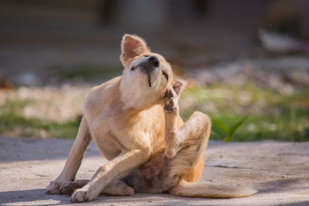 Vet warns 'flea explosion' is coming this summer and urges pet owners to prepare
