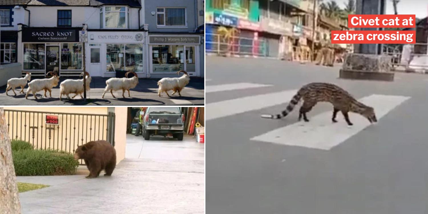 10 Bizarre animal crossings due to covid-19 as cities are like deserted islands irl