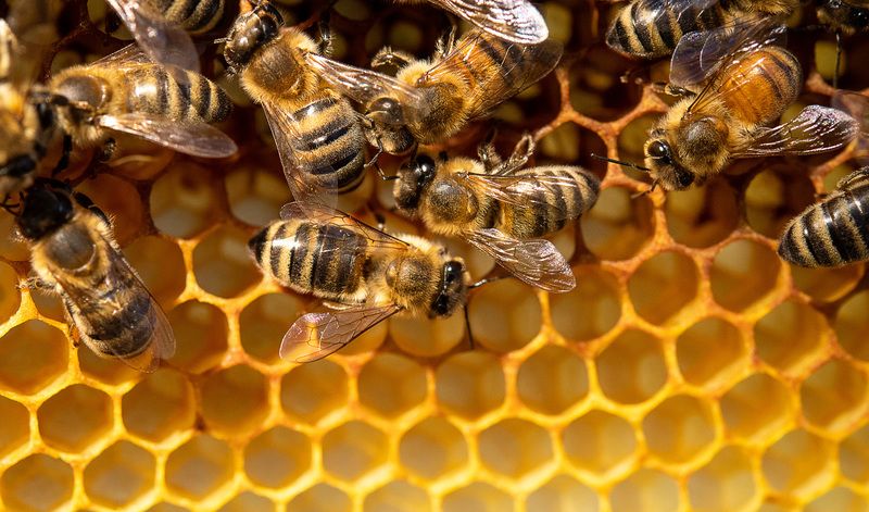 Fact check: Does 5G kill bees?