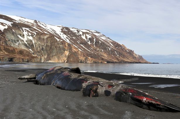 Bloodied carcass of huge sperm whale washes up on beach after being hit by ship