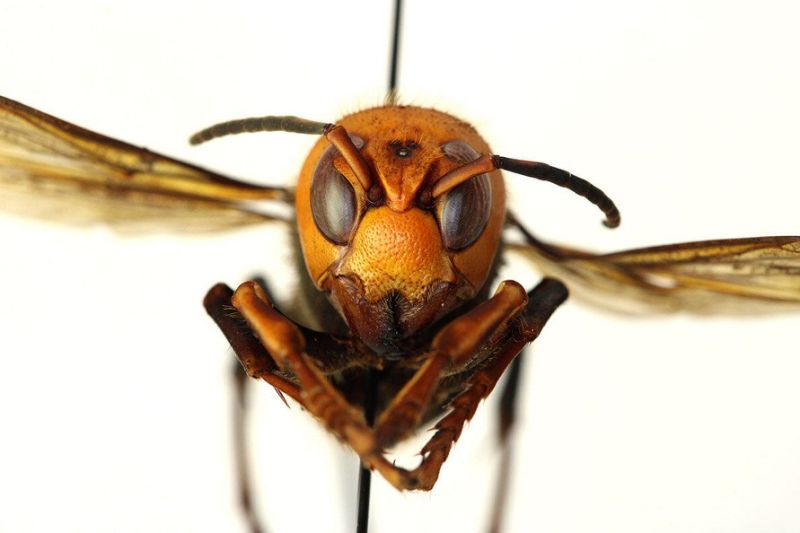 Looks like the U.S. Might have 'murder hornets' now