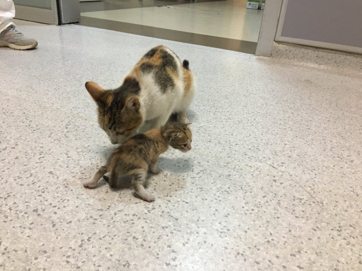 Smartest mother of the year: When THIS cat brought her sick kitten to a hospital in Turkey [PHOTOS]