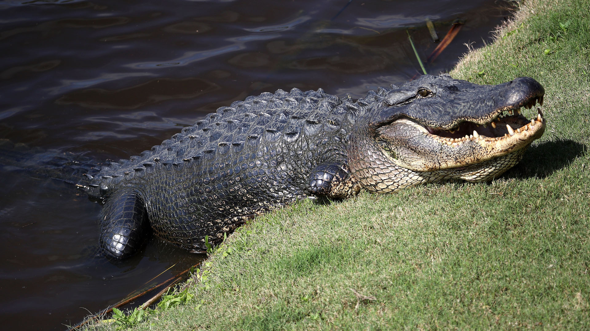 South Carolina Woman Dies After 'Alligator Encounter'