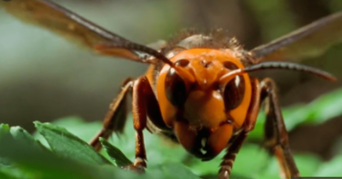 ‘Murder Hornets’ Found Their Way To The U.S., So That’s Cool
