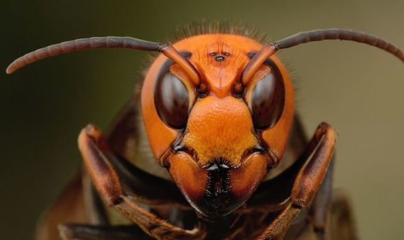 Giant Asian 'MURDER' hornets invade the US and are spreading rapidly