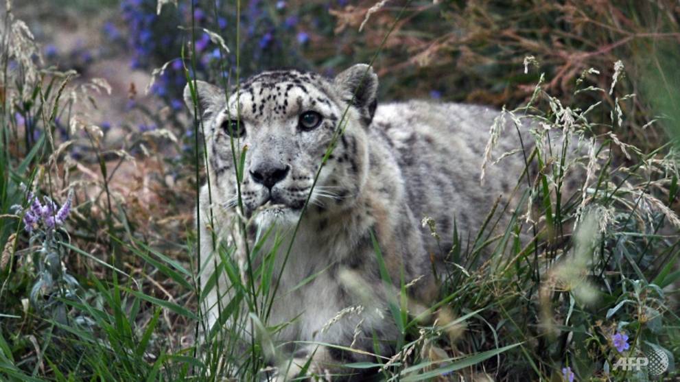 Indian officials capture rare snow leopard, send it to zoo