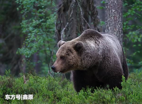 西班牙保护区发现棕熊出没，为150年以来首次出现！