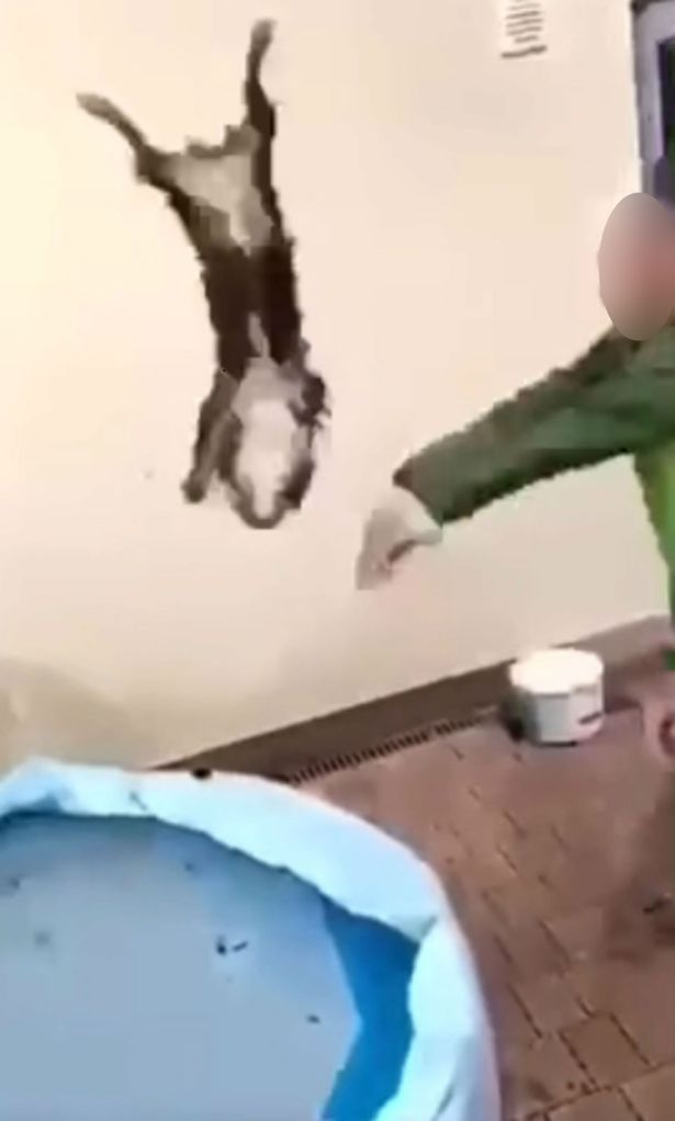 Thugs throw defenceless pup against a wall in sickening video