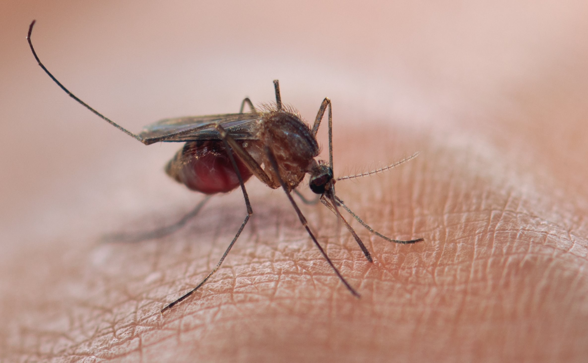 Malaria cure in sight? Microbe causes ‘100% blockage’ of disease