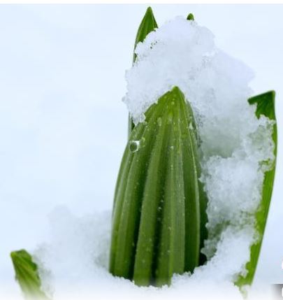 黑龙江饶河县50年首次5月降雪