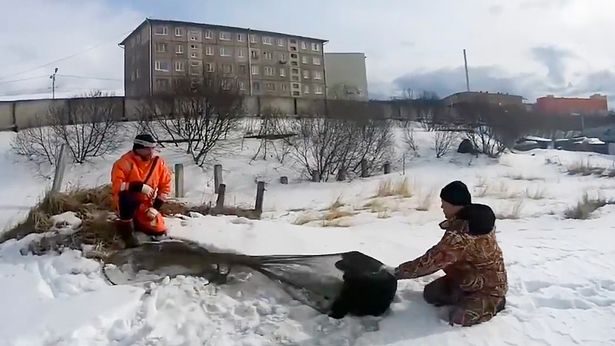 Loyal dog waits for two months on sea ice in hope owner will return to its side
