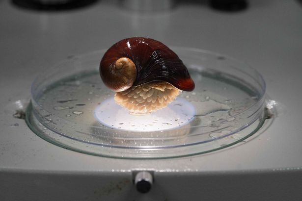 Mystery of snails with iron shells that survive inside white-hot volcanoes