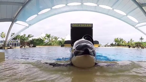 Trainer's horrific death as SeaWorld killer whale 'tore his organs and bit his body'