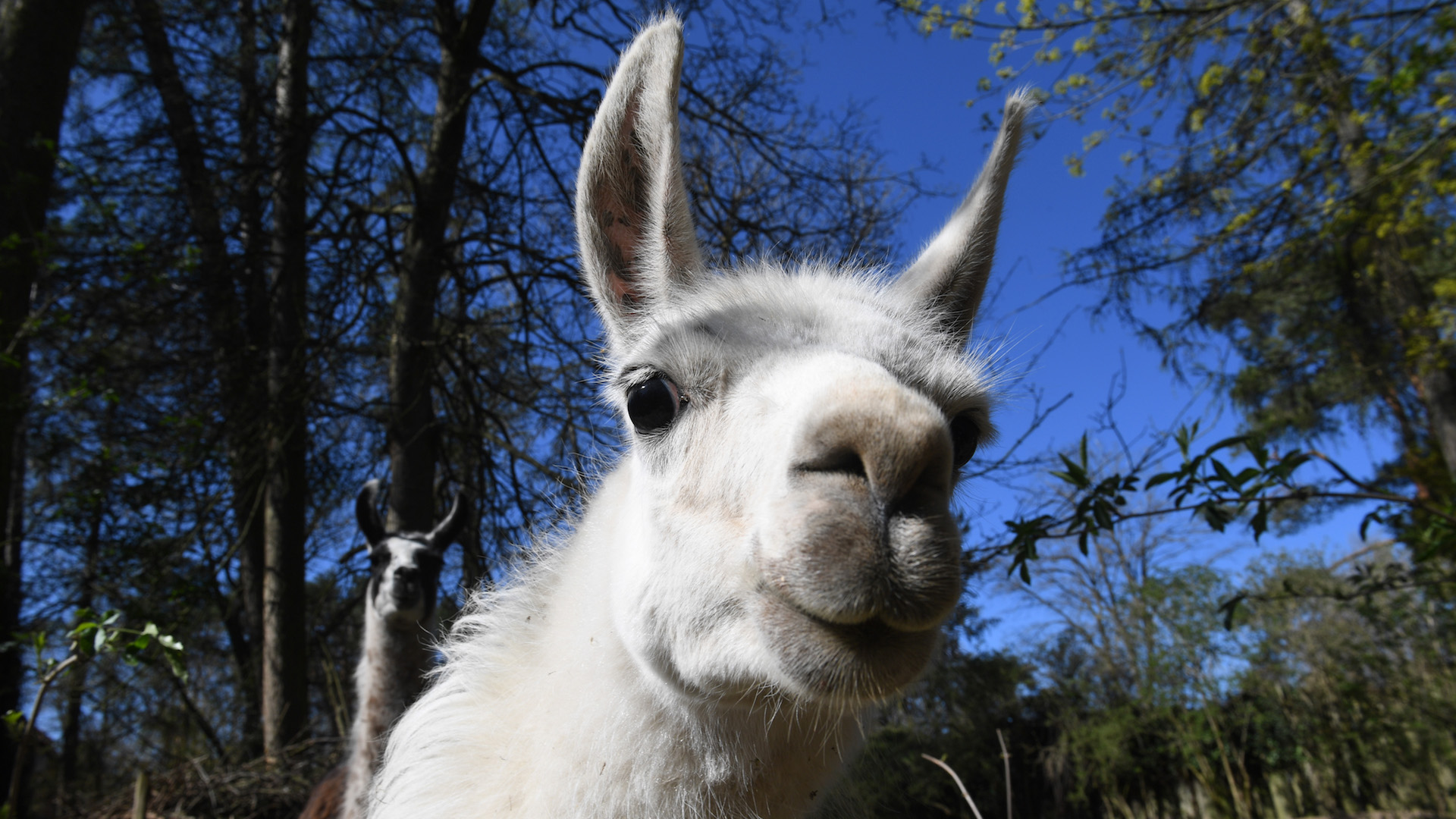 Scientists Suspect Llamas Could be the Answer in Search for Coronavirus Treatment