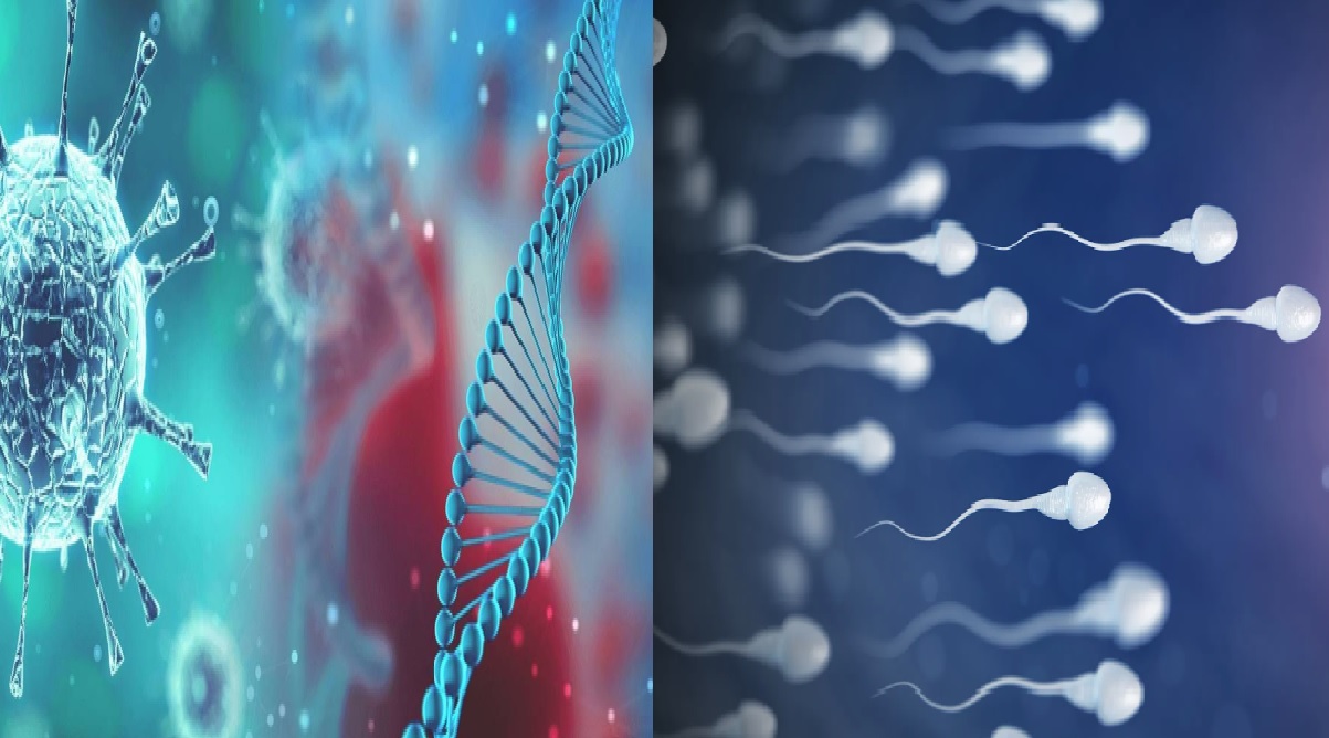 Covid-19 found in semen ongoing research to prove if covid-19 can be sexually transmitted