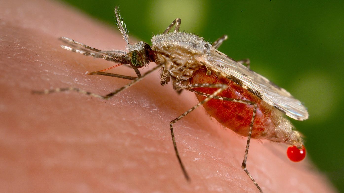 A Kenyan-British team of scientists has discovered a microbe to stop malaria transmission