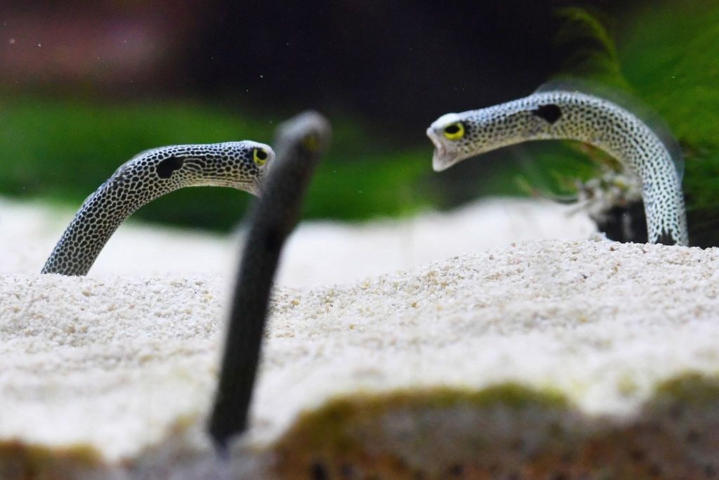 Eels seek one-to-one camchats and good times with humans