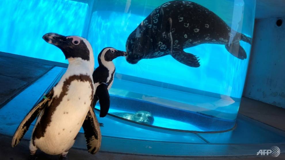 Inter-species lockdown meet-up at Japan aquarium