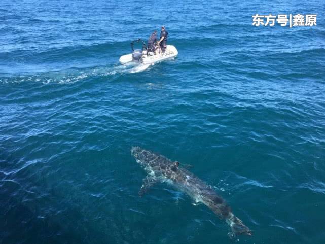 加州发生鲨鱼伤人事件，26岁冲浪游客遭遇鲨鱼攻击当场死亡！