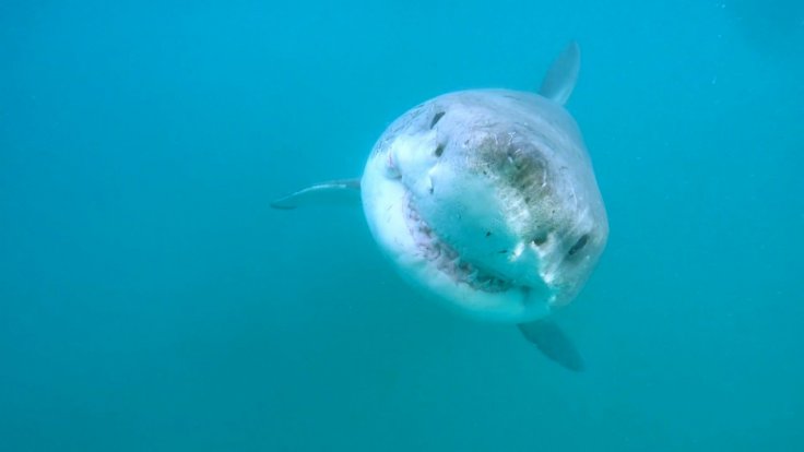 Surfer killed during a shark attack in a North California beach
