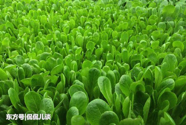 阿联酋全是沙漠，当地人是怎么种田的？真的让人打开眼界