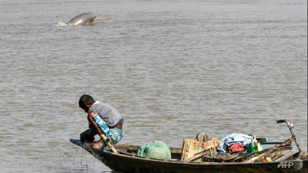 Killing of rare river dolphins sparks poaching fears in Bangladesh lockdown
