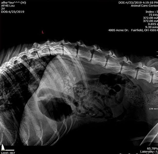 Puppy ate rocks to survive after cruel owner deprived him of food and water