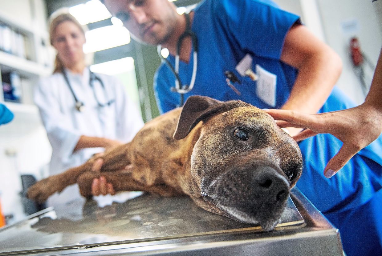 Bidding a final farewell to a furkid