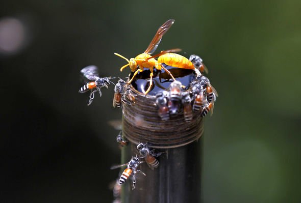 Murder Hornets size: HUGE hornets the size of a thumb can chew through SKIN