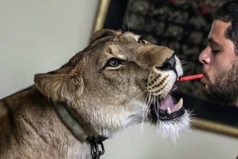Lion tamers live-stream shows from Cairo living room